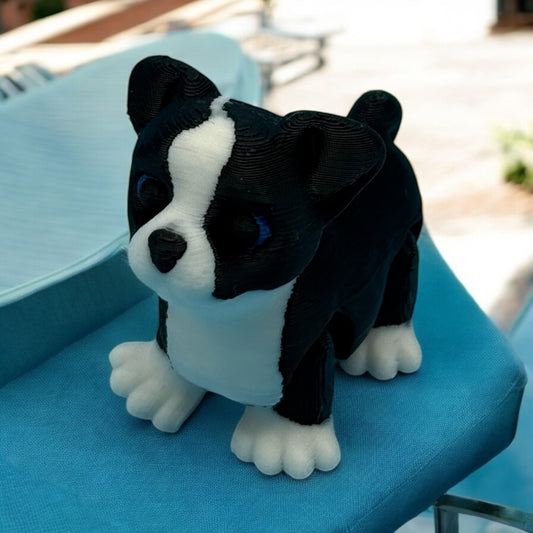Tiny Boston Terrier