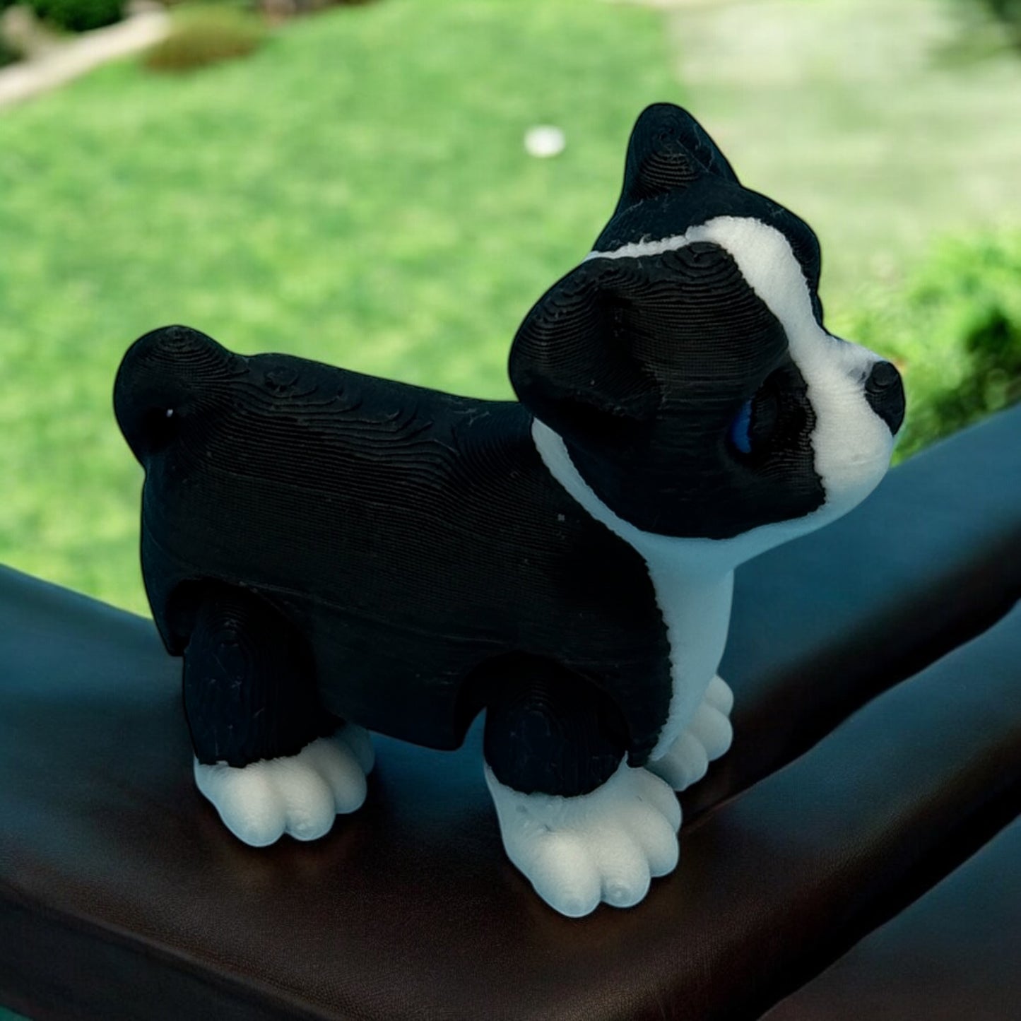 Tiny Boston Terrier