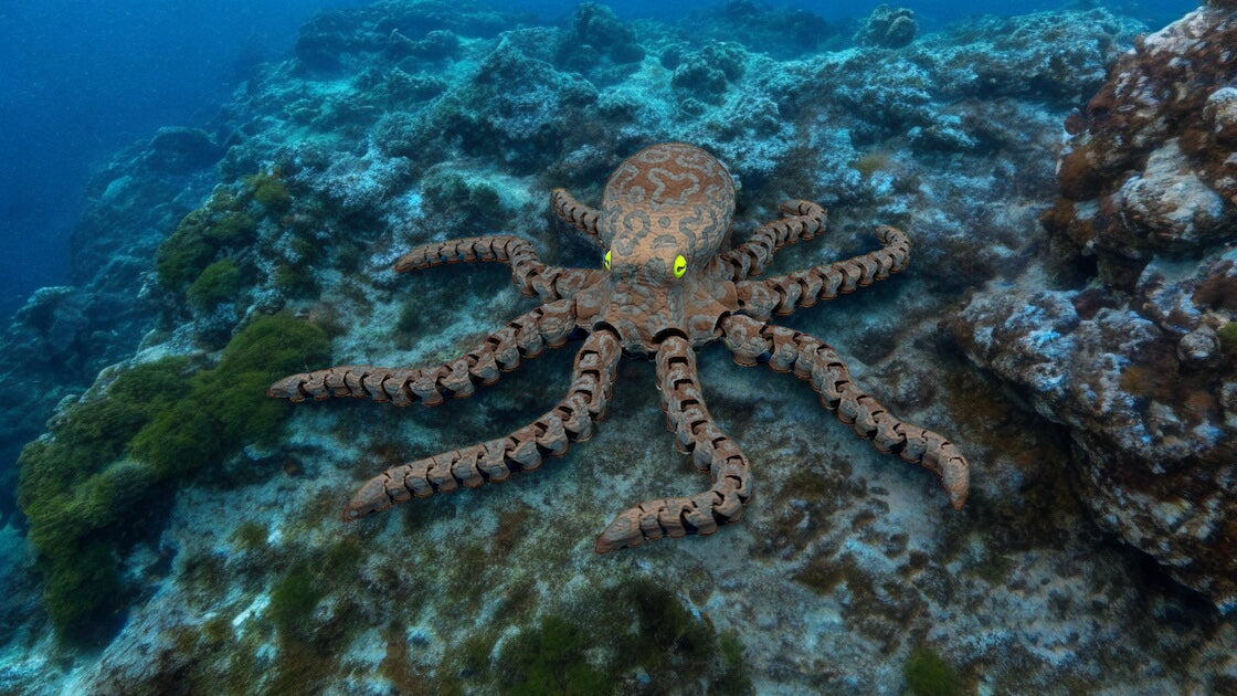 Octopus