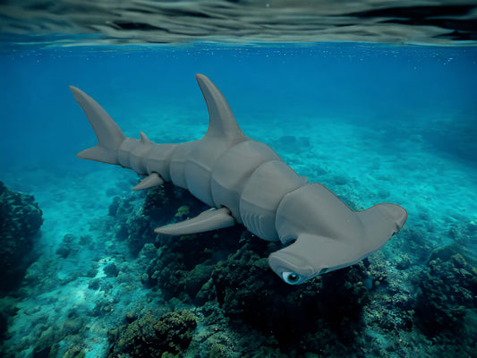 Hammerhead Shark