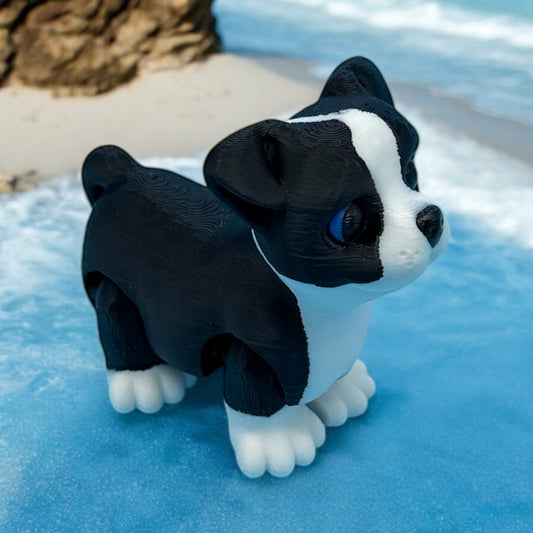 Mini Boston Terrier