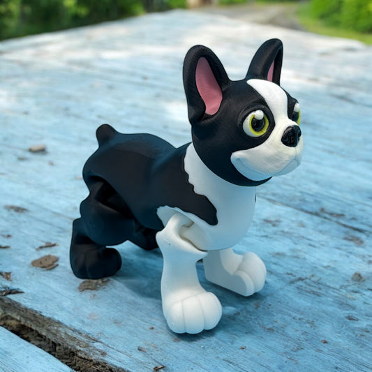 Boston Terrier