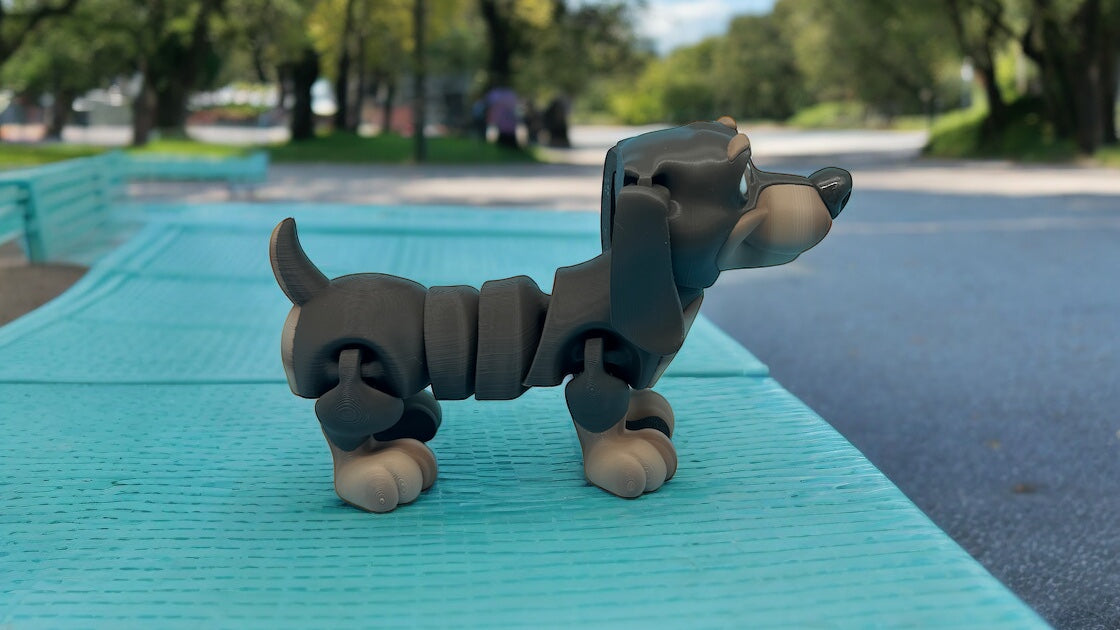 Dachshund