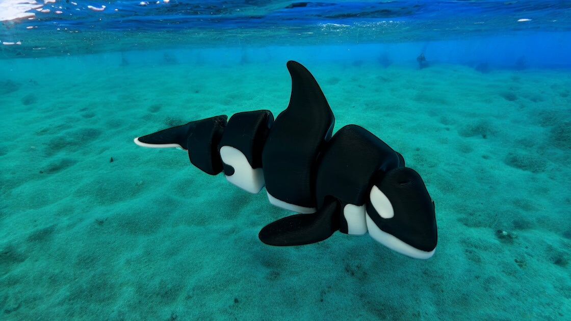 Orca