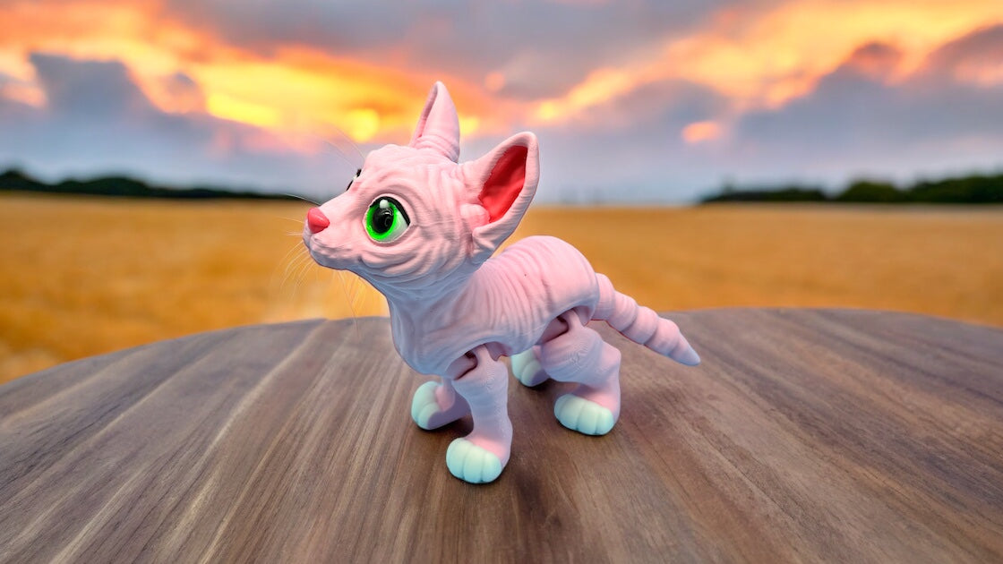 Sphynx Cat